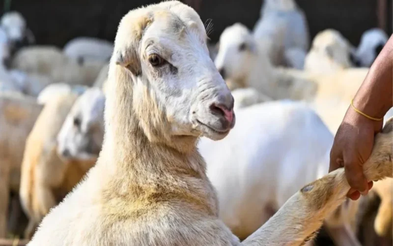 آليات بيع المواشي الجديدة