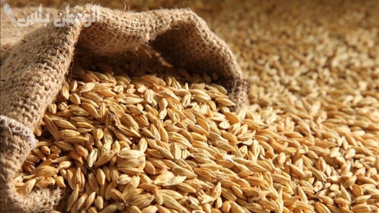 قبل حلول رمضان.. سعر طن الارز الشعير اليوم الثلاثاء 28 يناير 2025 في الأسواق المصرية