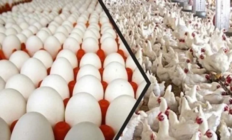انخفاض سعر الفراخ الدواجن والبيض اليوم الجمعة 24 يناير 2025 انخفاض في الفراخ البيضاء واستقرار في البيض