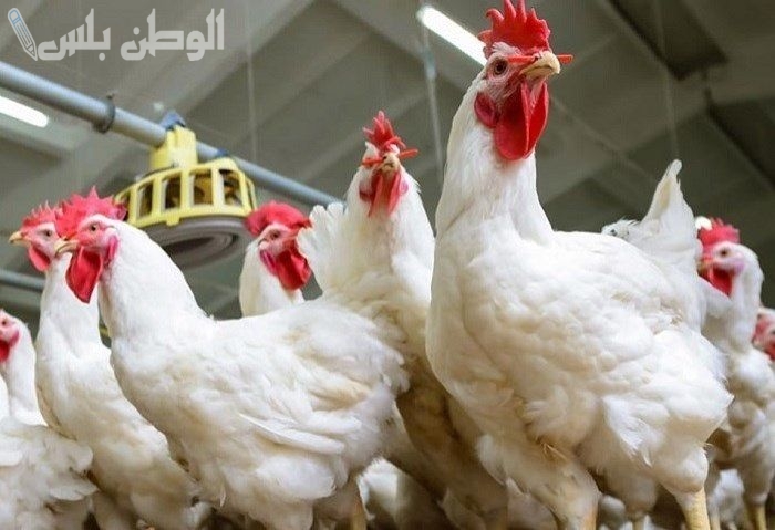 سعر كيلو الفراخ البيضاء يوم الجمعة 31 يناير صباحا للمستهلك