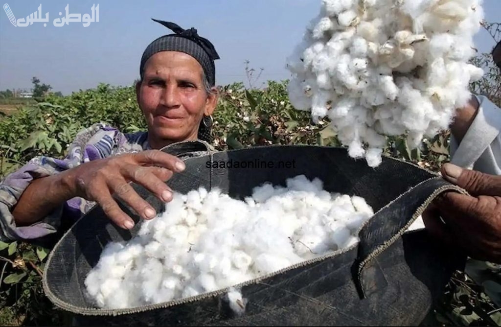 قنطار القطن اليوم