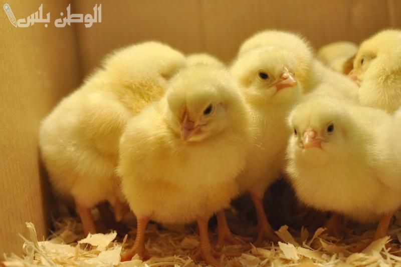 كم أسعار الكتاكيت اليوم