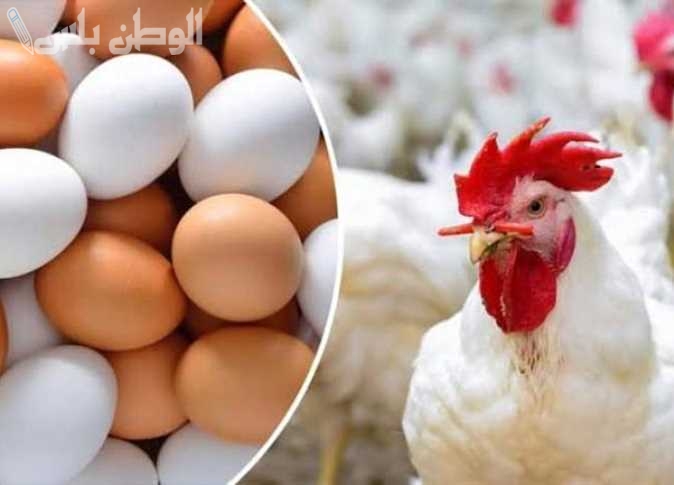 كم أسعار الكتاكيت والبيض