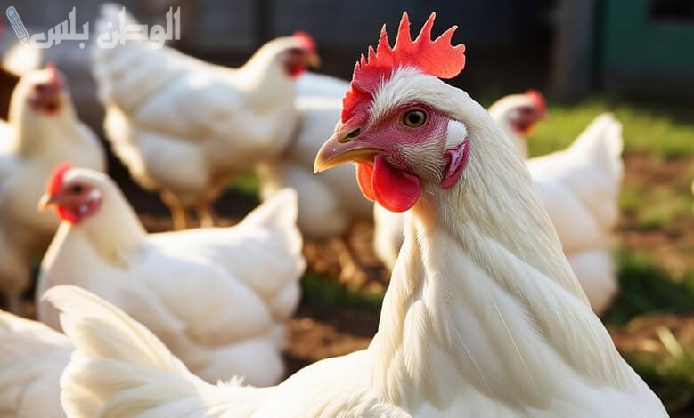كم سعر الفراخ البيضاء
