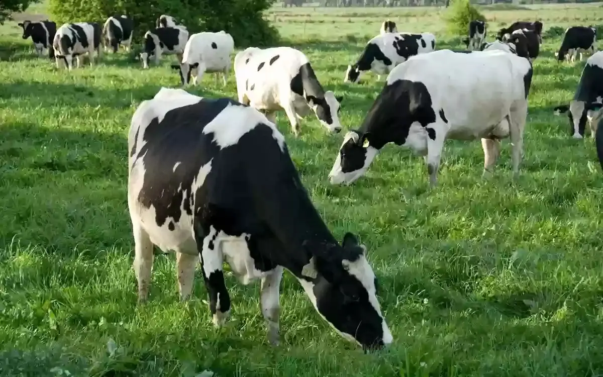 مربي المواشي