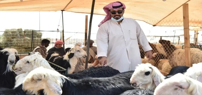 مربي المواشي