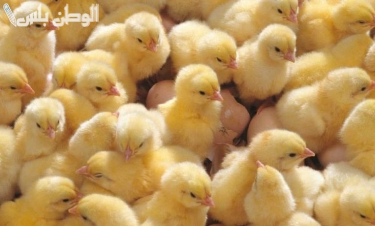 عروض مميزة.. أحدث أسعار الكتاكيت اليوم في مصر الأربعاء 12 فبراير 2025 بجميع أنواعها وبورصات الدواجن