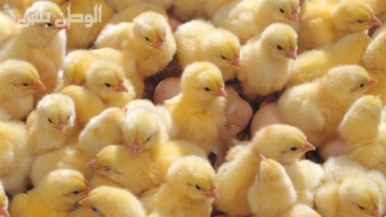 زيادة مفاجئة.. أحدث أسعار الكتكوت الأبيض اليوم الأربعاء 12 فبراير 2025 وفقاً لبورصة الدواجن المصرية
