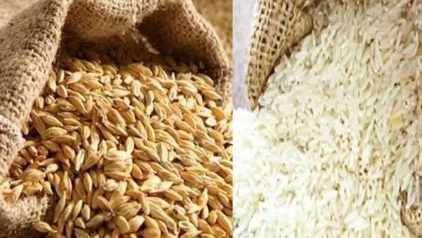 أسعار الأرز الشعير اليوم