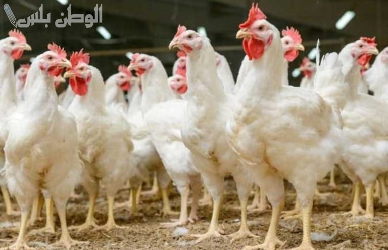 ارتفاع أسعار البط والفراخ البيضاء اليوم 17 فبراير 2025 في بورصة الدواجن