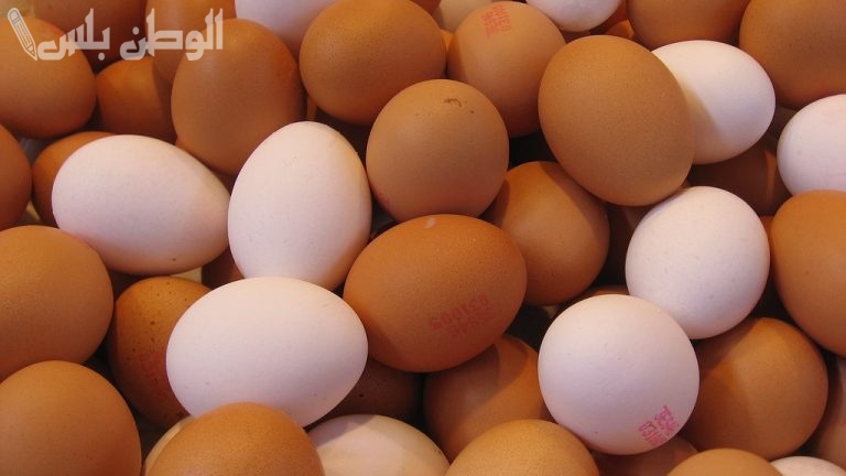 أسعار البيض البلدي والأحمر اليوم الأحد 2-2-2025 في بورصة الدواجن