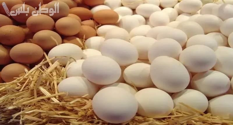 أسعار البيض