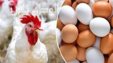أسعار الدواجن اليوم