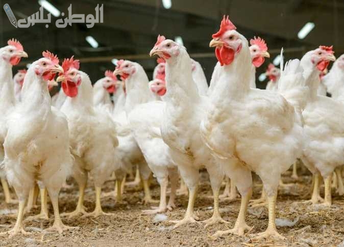 أسعار الدواجن في مصر