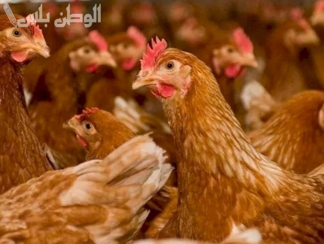 أسعار الفراخ البلدي