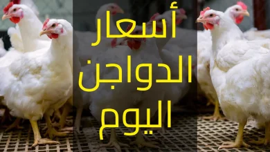 أسعار الفراخ البلدي