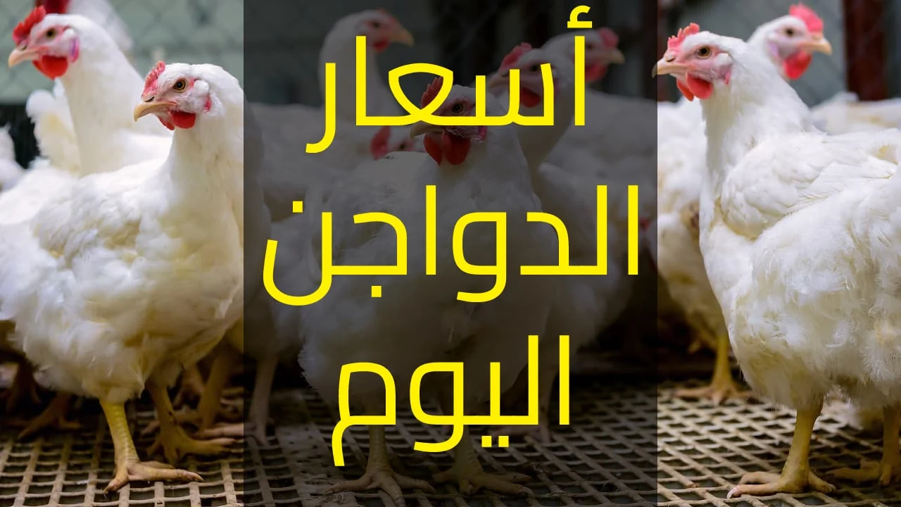أسعار الفراخ البلدي