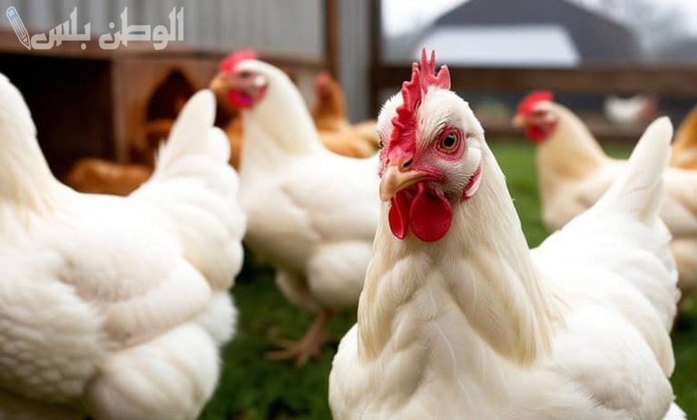كم سجلت أسعار الفراخ البيضاء اليوم السبت 15 فبراير 2025؟.. تحديث لحظي لبورصة الدواجن والبيع للمستهلك