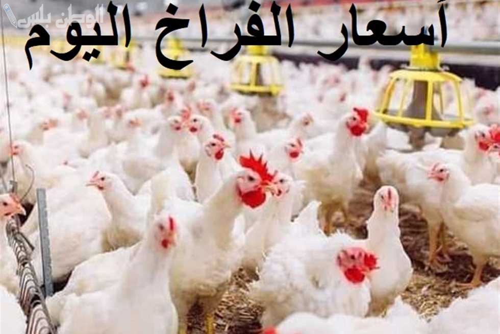 أسعار الفراخ البيضاء اليوم