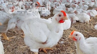 أسعار الفراخ البيضاء والساسو