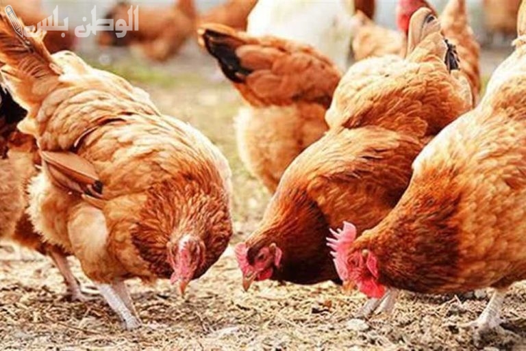 بورصة الدواجن اليوم سعر الفراخ البيضاء والساسو اليوم الأحد 2-2-2025 في مصر