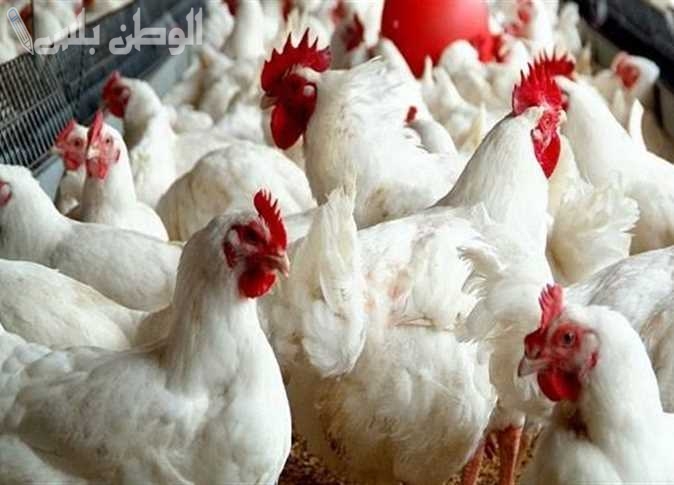 أسعار الفراخ ترتفع اليوم