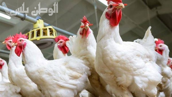 أسعار الفراخ والبيض اليوم