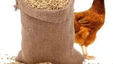 أسعار شركات أعلاف الدواجن