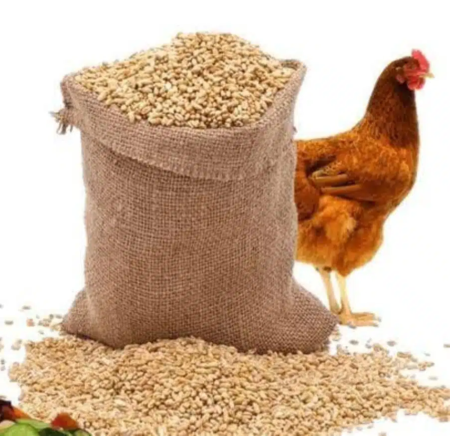 أسعار شركات أعلاف الدواجن