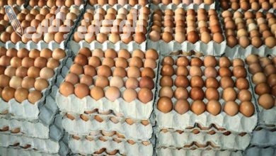 أسعار كرتونة البيض اليوم