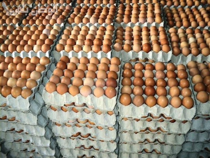 أسعار كرتونة البيض اليوم