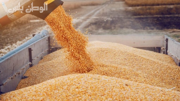 خلال 7 شهور | ارتفاع حجم واردات مصر من القمح الروسي ببداية 2025.. 6.3 مليون طنًا