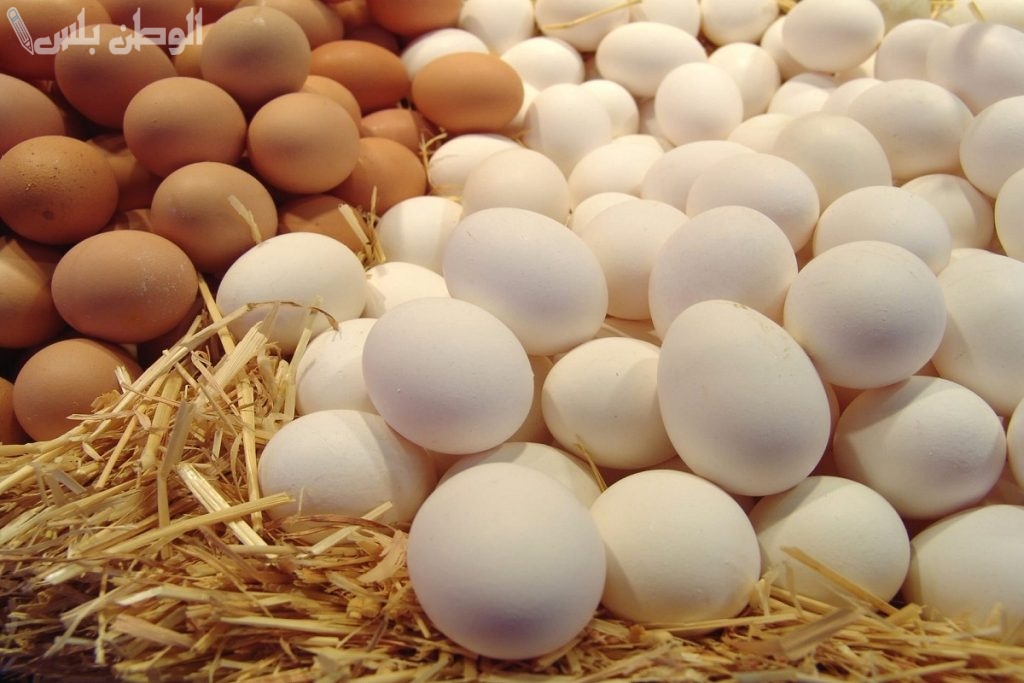 اسعار البيض البلدي والاحمر
