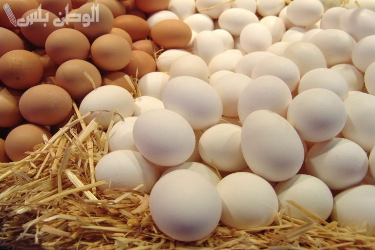 اسعار البيض البلدي والاحمر اليوم في السوق المصرق “السبت 8 فبراير”