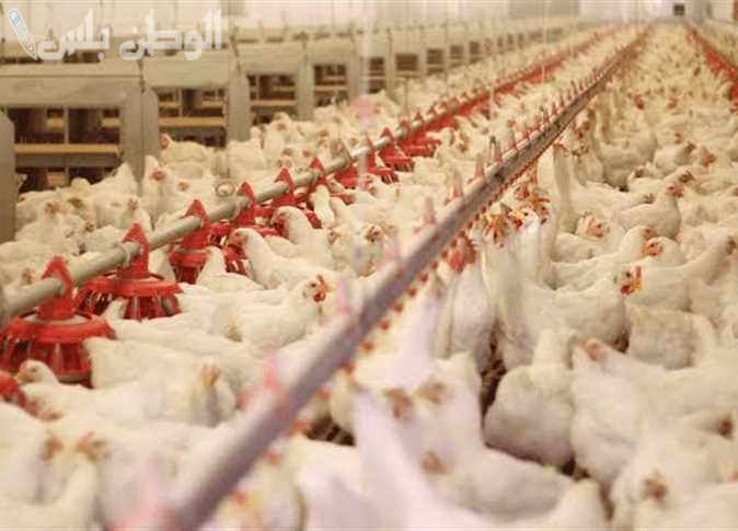 اسعار الفراخ البيضاء اليوم