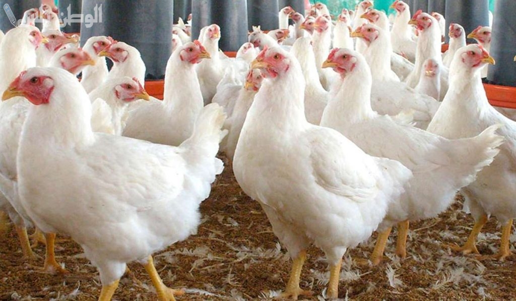 اسعار الفراخ البيضاء اليوم