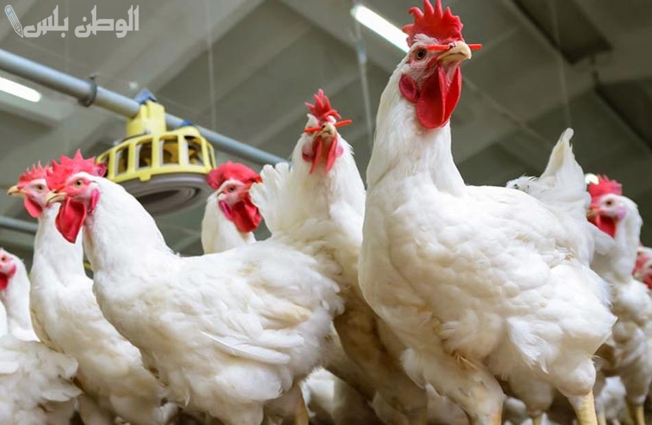 اسعار الفراخ البيضاء