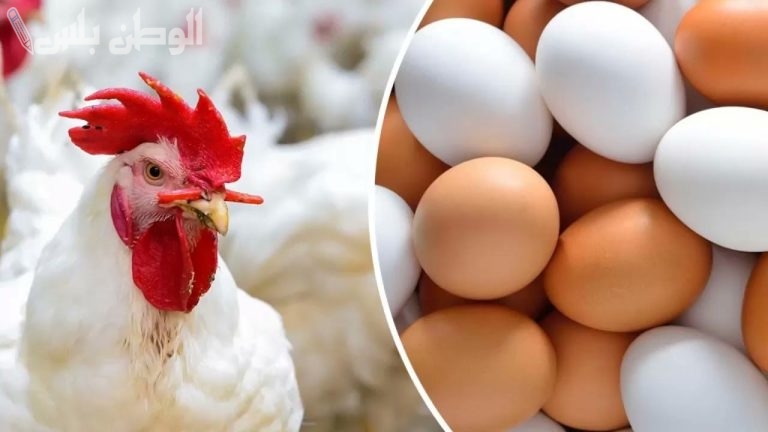بورصة الدواجن | أسعار الفراخ البيضاء والساسو اليوم الأحد 9 -2- 2025