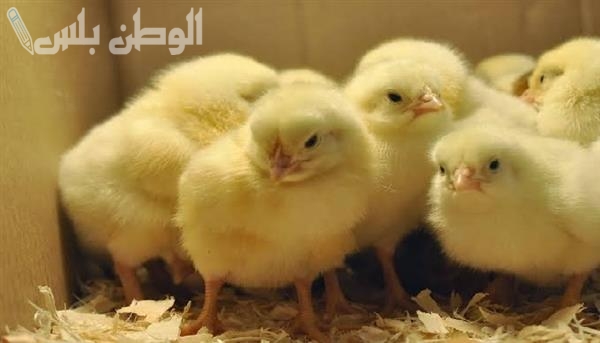 اسعار الكتاكيت في المزارع