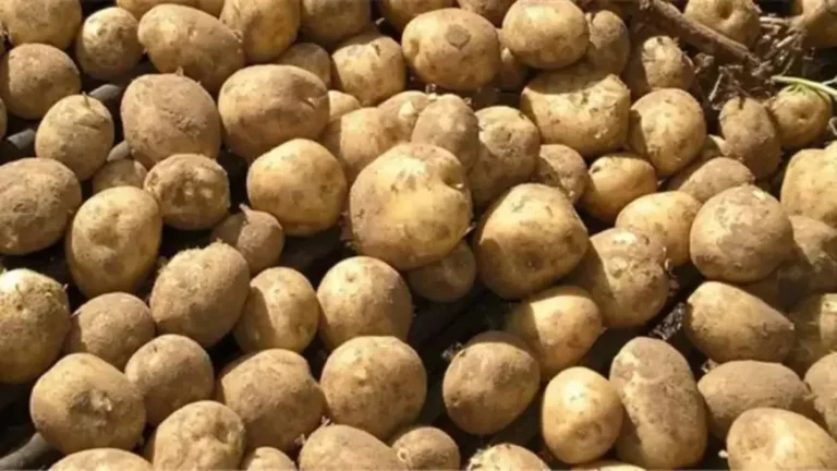 بكم البطاطس والبصل اليوم؟ سعر الخضراوات اليوم السبت 8 فبراير