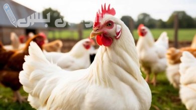 بورصة الدواجن