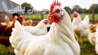 بورصة الدواجن