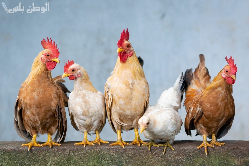 بورصة الدواجن اليوم أسعار