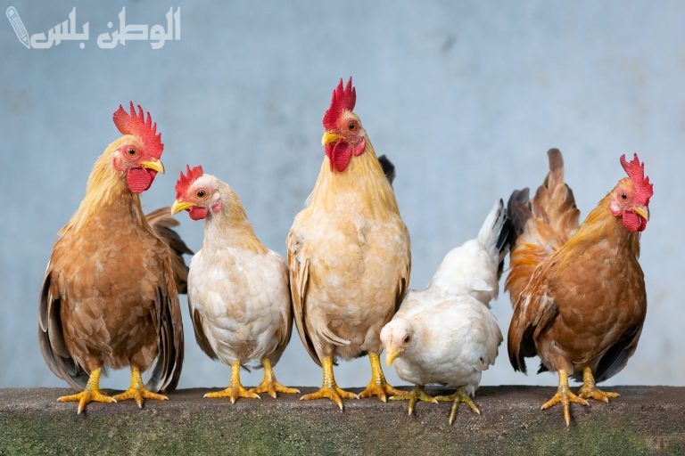 أنباء عاجلة: بورصة الدواجن اليوم أسعار الفراخ الأربعاء 19 فبراير 2025 حركة كبيرة