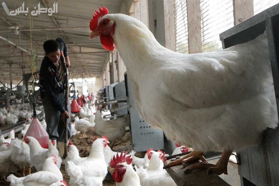 بورصة الدواجن اليوم الثلاثاء