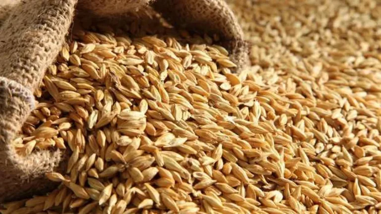 تحديث جديد لأسعار الأرز الشعير.. تعرف على السعر الحالي في الأسواق المحلية المصرية اليوم 25-2-2025