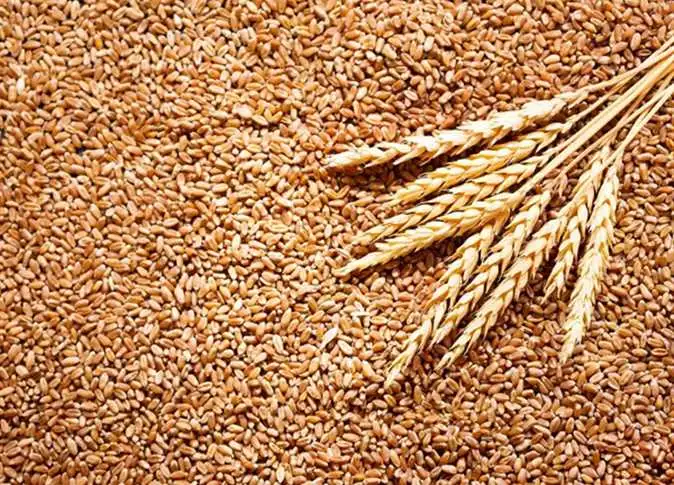 سعر الأرز الشعير