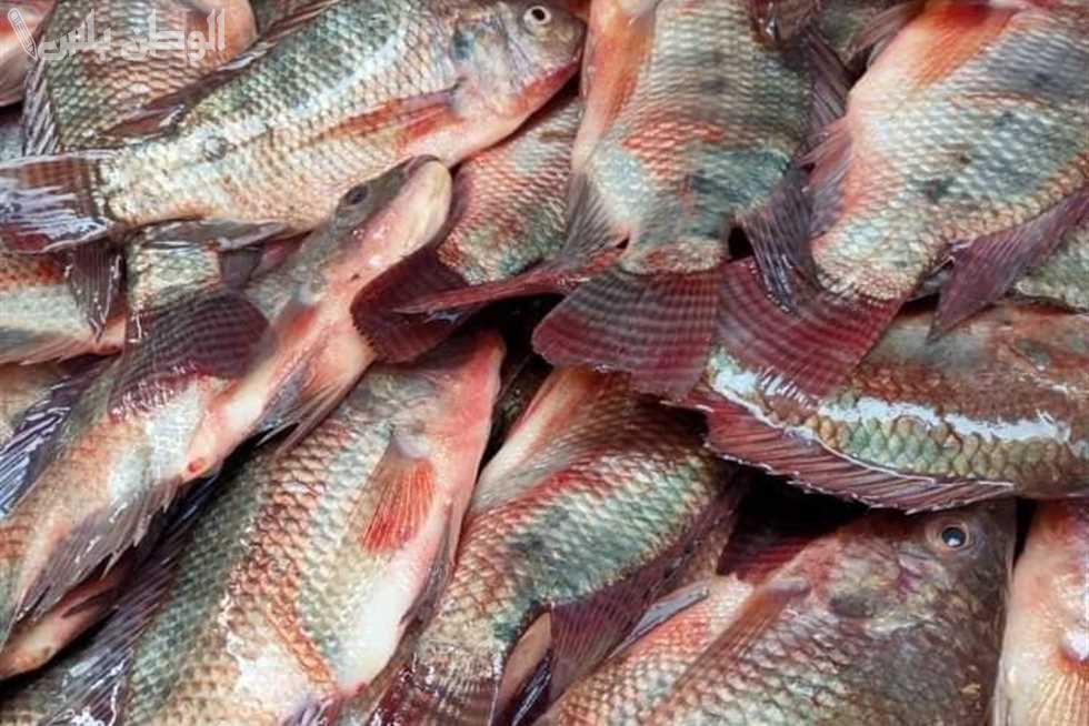 سعر الأسماك والسمك البلطي