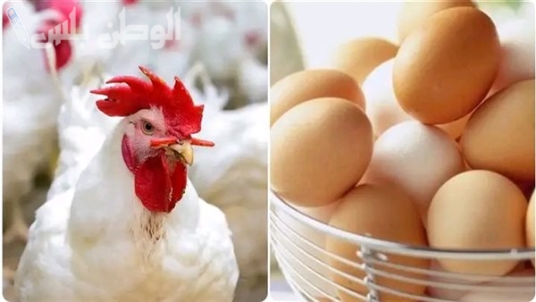 سعر الدواجن اليوم
