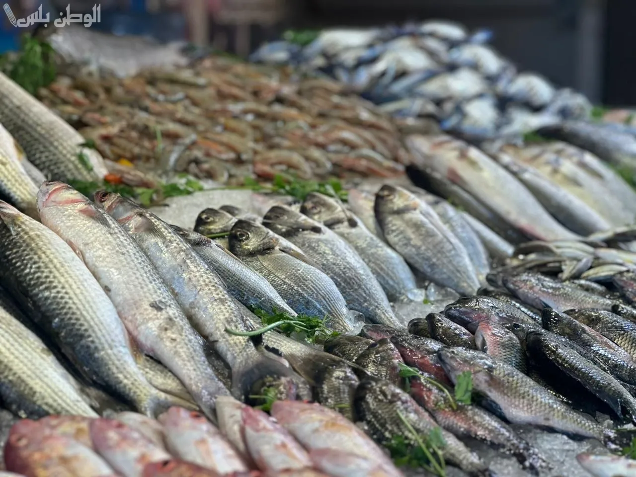 سعر  السمك والجمبري والمأكولات البحرية